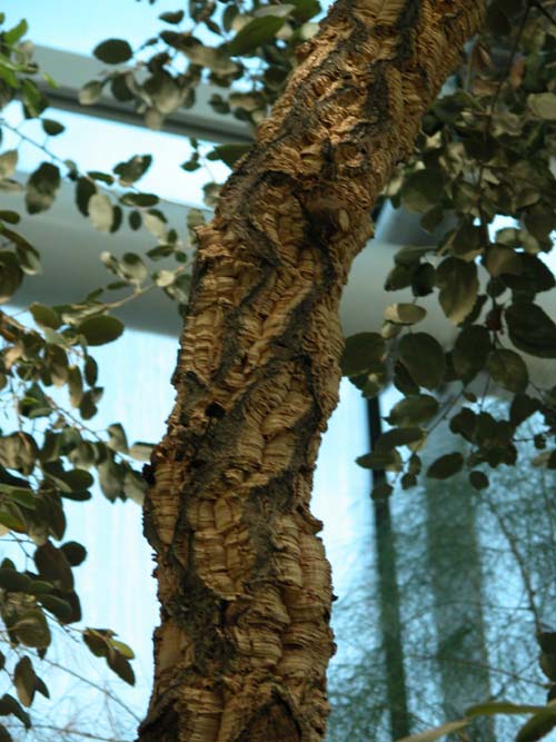 quercus suber 03