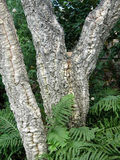 quercus suber 04