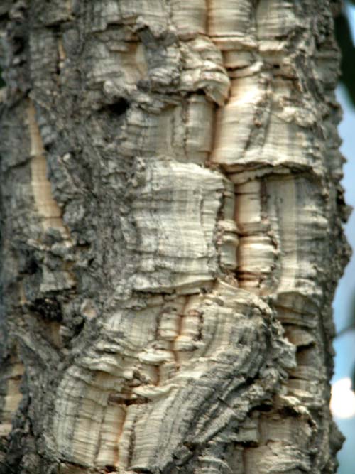 quercus suber 05