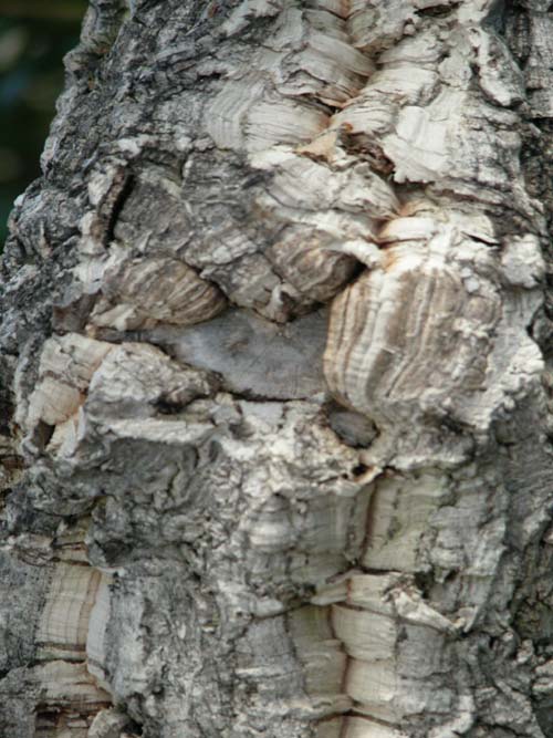 quercus suber 06