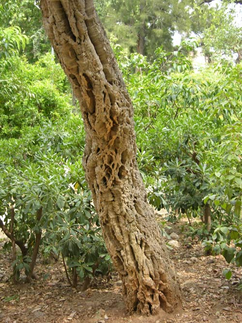 quercus suber 07