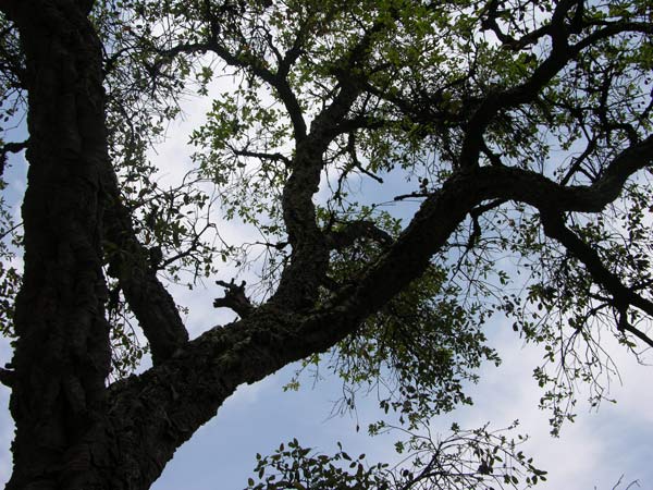 quercus suber 08