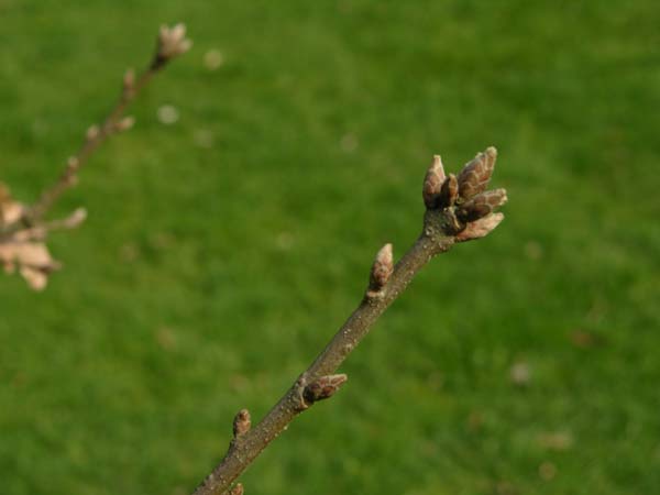 quercus vulcanica 1