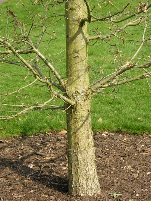 quercus vulcanica 2