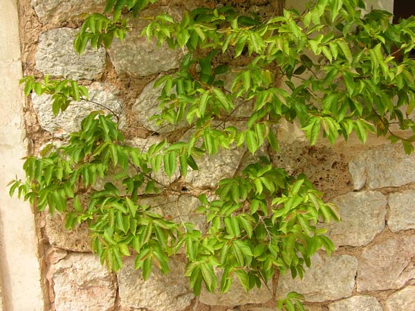quisqualis indica 01