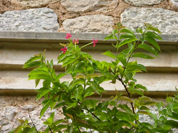 quisqualis indica 02