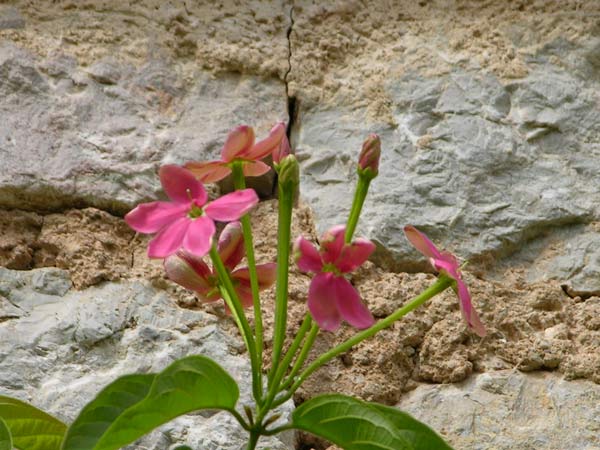 quisqualis indica 03
