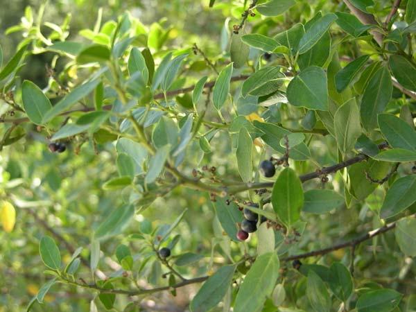 rhamnus alaternus 01