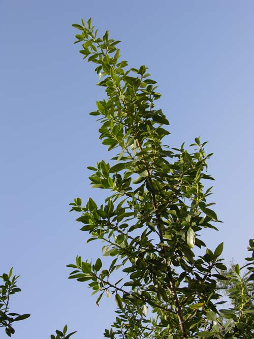 rhamnus alaternus 02