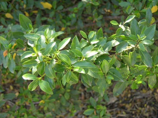 rhamnus alaternus 03