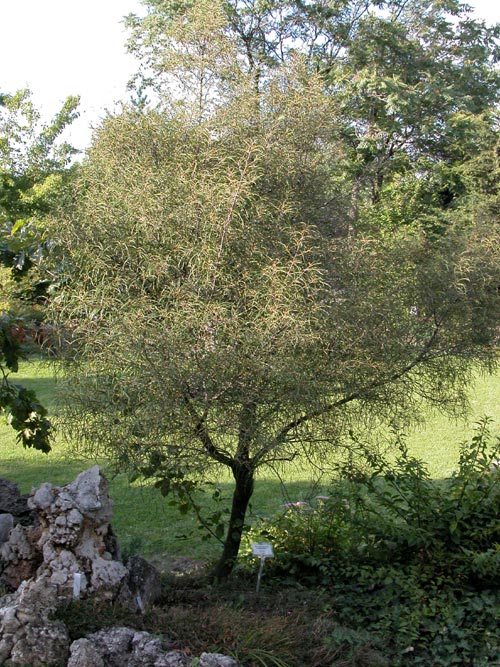 rhamnus frangula asplenifolia 01