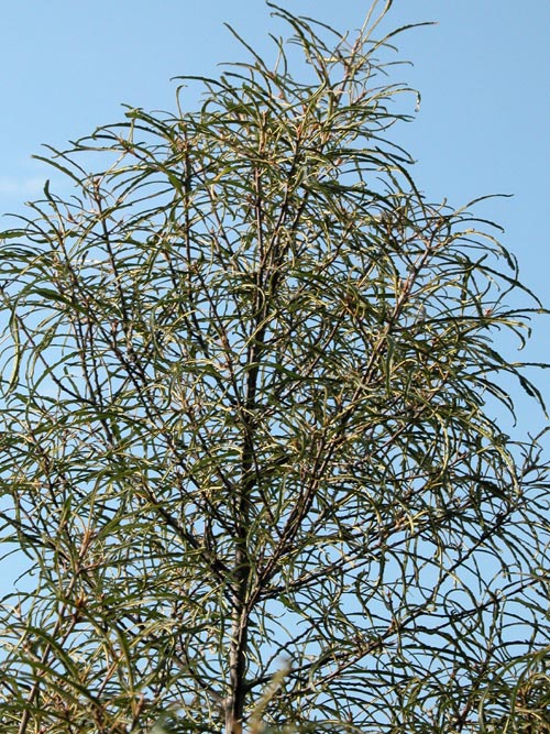 rhamnus frangula asplenifolia 02