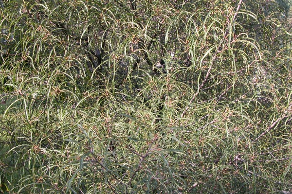 rhamnus frangula asplenifolia 03