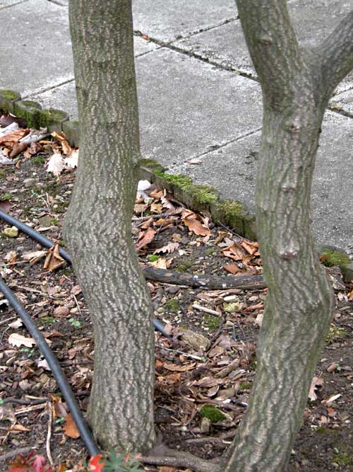 rhamnus frangula 01