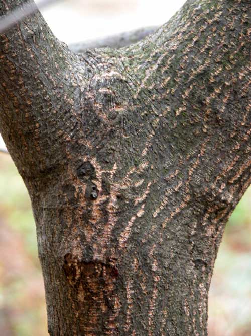 rhamnus frangula 02