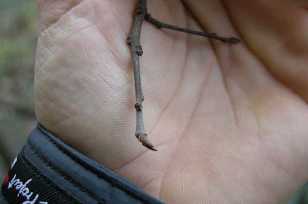 rhamnus frangula 03