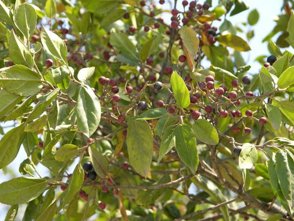 rhamnus glandulosa 01