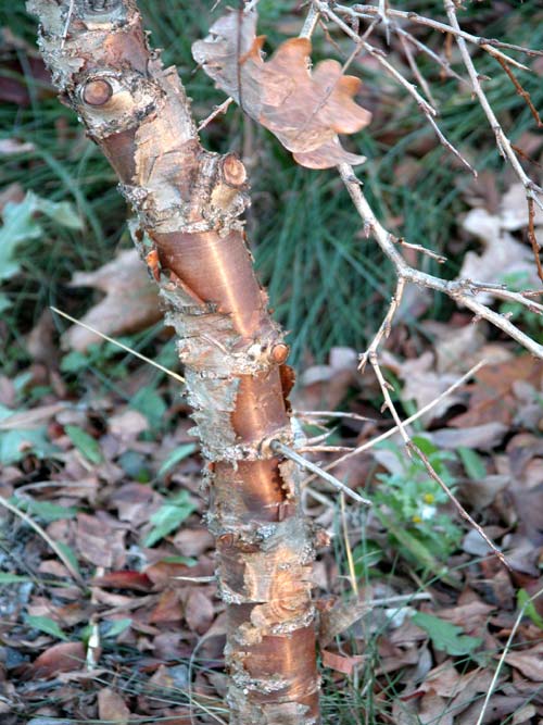 rhamnus parviflora 01
