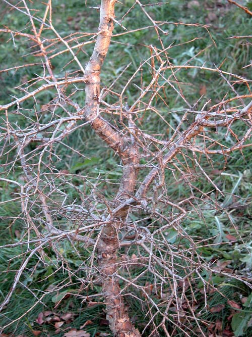 rhamnus parviflora 02