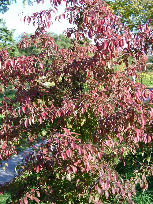 rhamnus parviflora 03