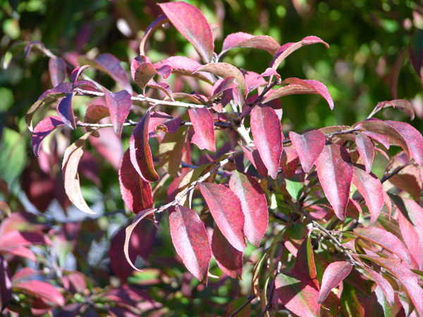 rhamnus parviflora 04