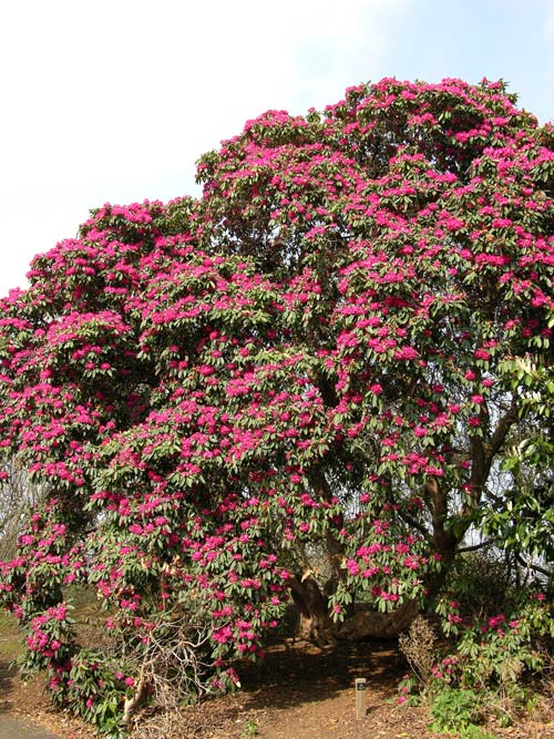 rhododendron arboreum 1