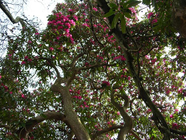 rhododendron arboreum 2
