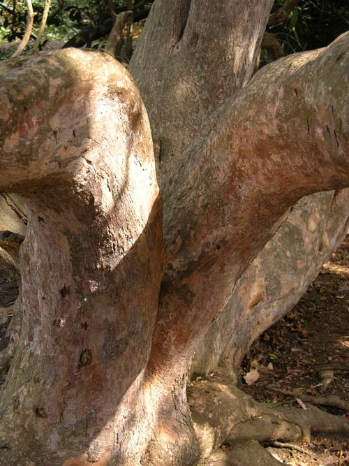 rhododendron arboreum 3