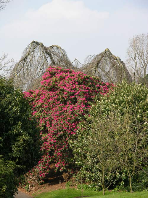 rhododendron arboreum 4