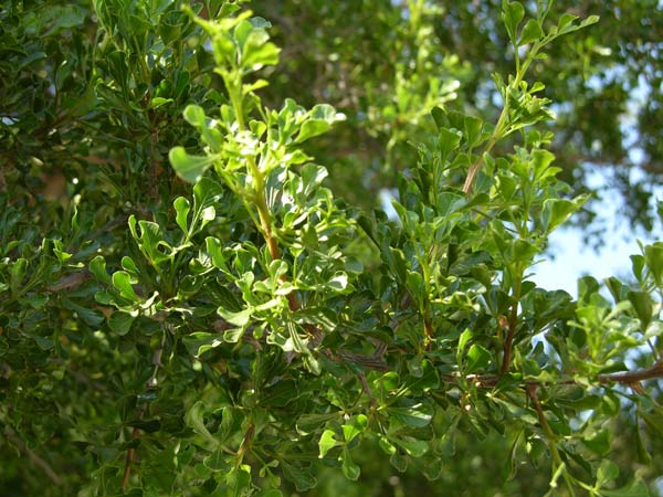 rhus burchellii 02