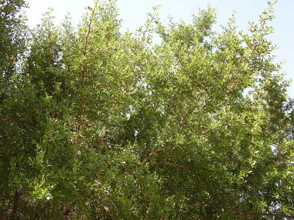 rhus burchellii 03