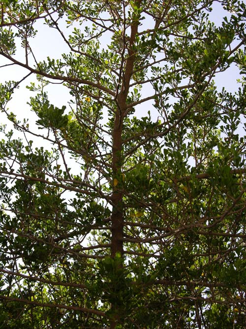rhus burchellii 04