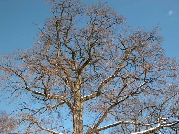 robinia pseudoacacia 01