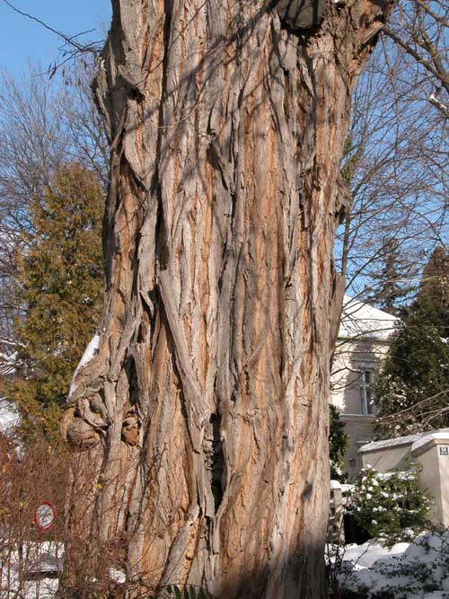 robinia pseudoacacia 02