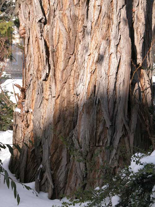 robinia pseudoacacia 03