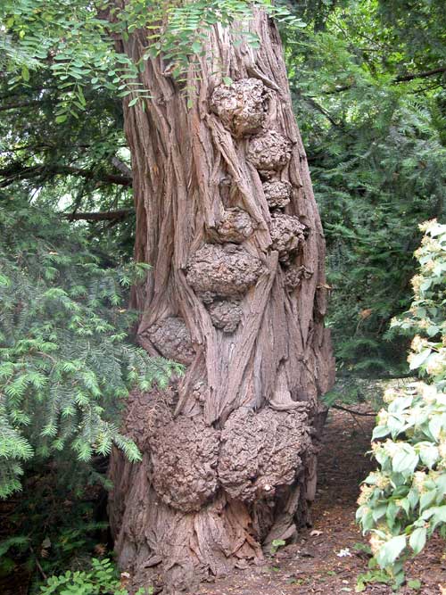 robinia pseudoacacia 04