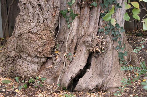 robinia pseudoacacia 05