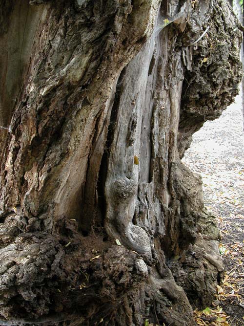 robinia pseudoacacia 06