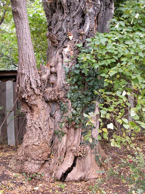 robinia pseudoacacia 07