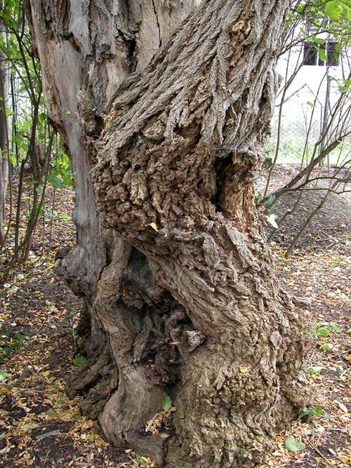 robinia pseudoacacia 08