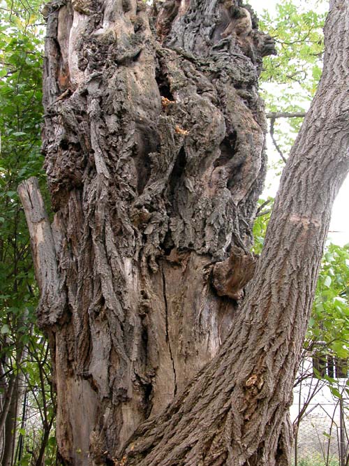 robinia pseudoacacia 09