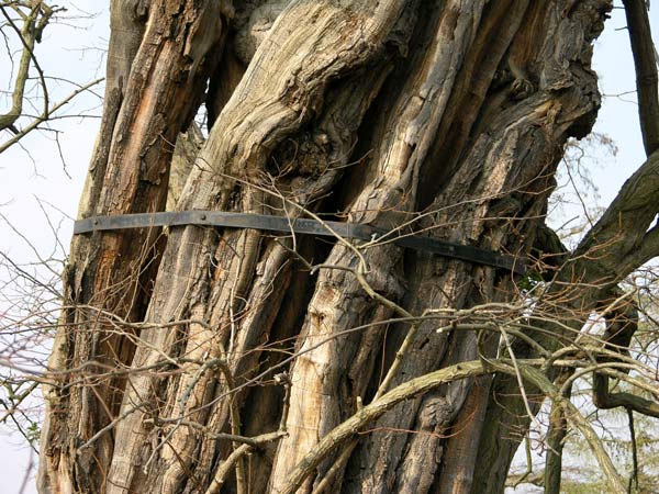 robinia pseudoacacia 10