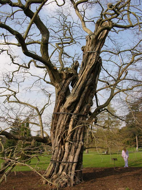 robinia pseudoacacia 11