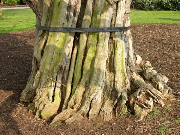 robinia pseudoacacia 12