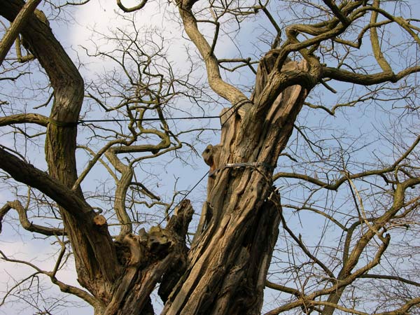 robinia pseudoacacia 13