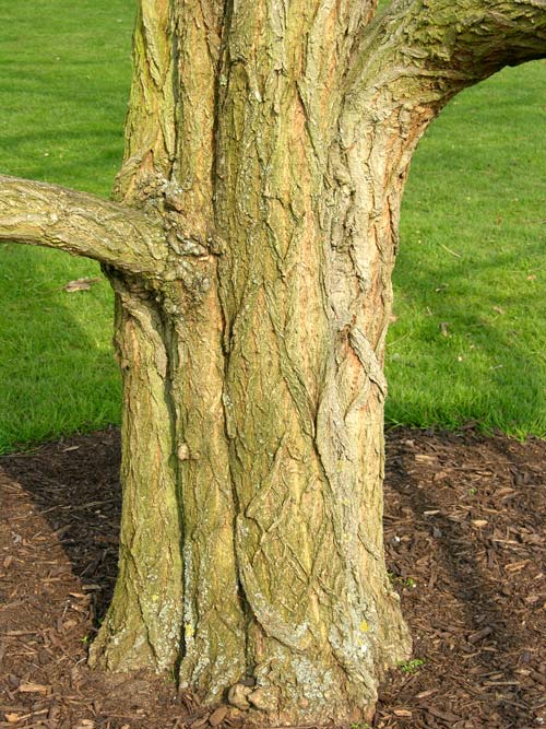 robinia viscosa 01