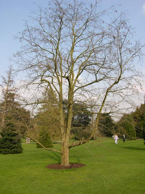 robinia viscosa 02