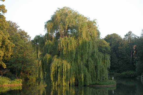 salix alba tristis 01