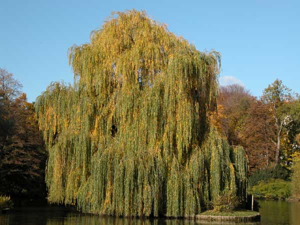 salix alba tristis 02