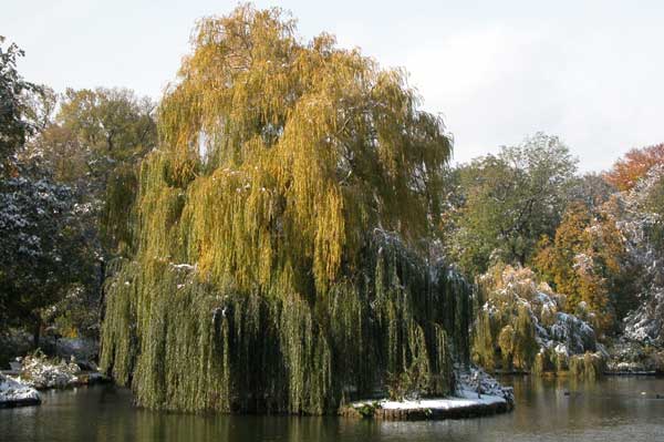 salix alba tristis 03